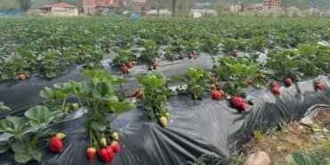 Çileğin ekonomiye katkısı 90 milyon lira