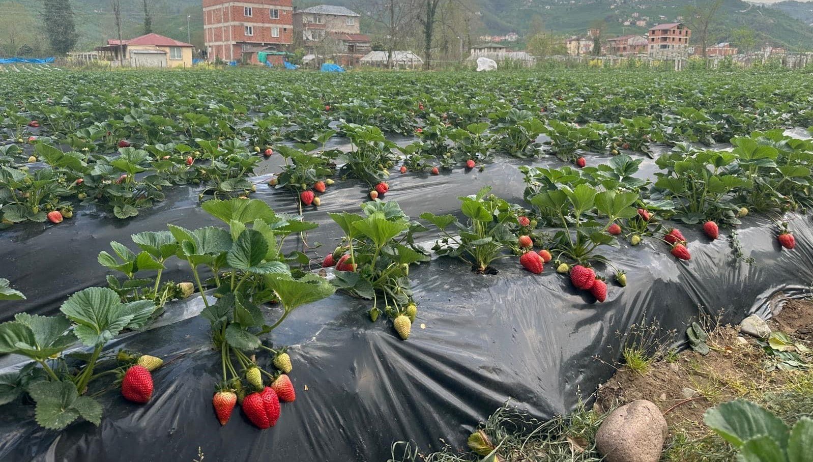 Çileğin ekonomiye katkısı 90 milyon lira