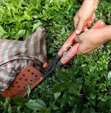 Türkiye’nin çay ihracatı ilk çeyrekte 8,5 milyon dolar oldu