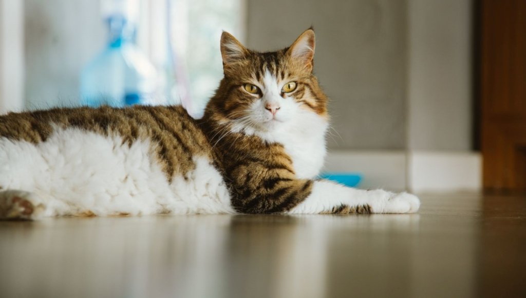 Güney Kore’de 76 tane kedi öldürdü, 14 ay hapis cezası aldı