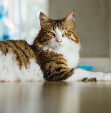 Güney Kore’de 76 tane kedi öldürdü, 14 ay hapis cezası aldı