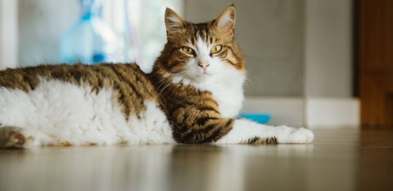 Güney Kore’de 76 tane kedi öldürdü, 14 ay hapis cezası aldı