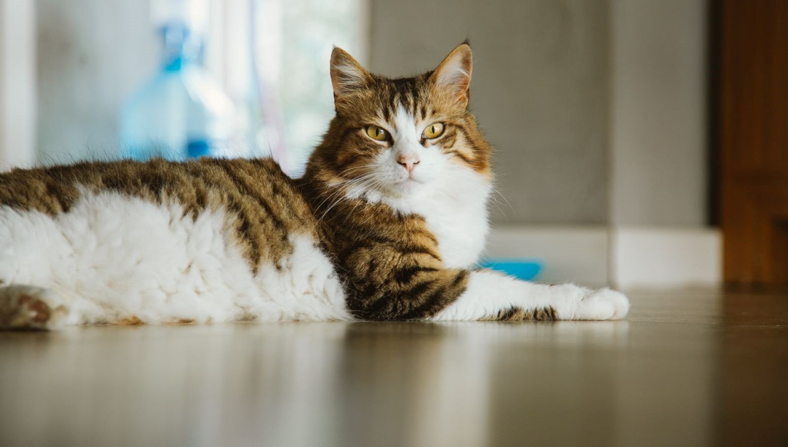 Güney Kore’de 76 tane kedi öldürdü, 14 ay hapis cezası aldı