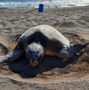 Caretta carettaların çiftleşme döneminde sessizlik uyarısı