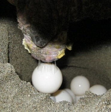 Sezonun ilk caretta caretta yuvası koruma altında