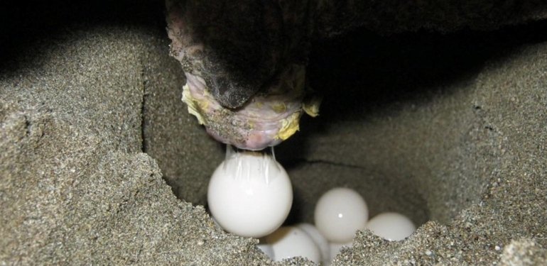 Sezonun ilk caretta caretta yuvası koruma altında