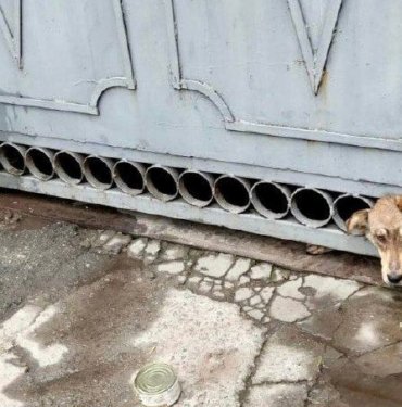Ukrayna’da bombardımandan korkan köpeklerin başı demir kapıya sıkıştı