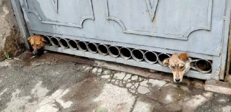 Ukrayna’da bombardımandan korkan köpeklerin başı demir kapıya sıkıştı