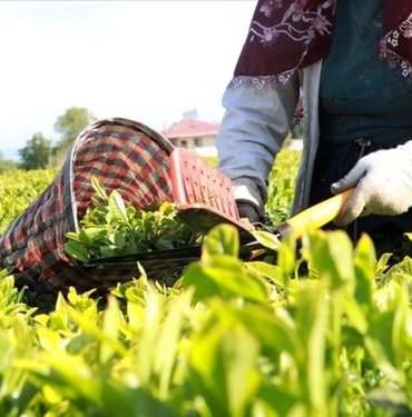 Rize’nin 3 aylık çay ihracatı yüzde 72 arttı