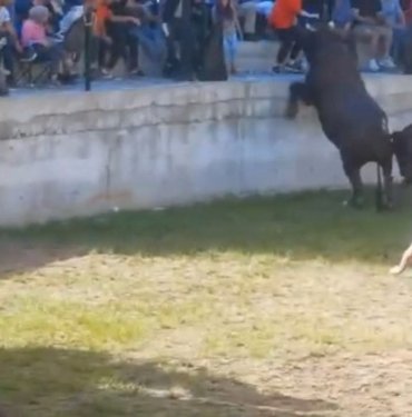 Boğa güreşinde korku dolu anlar