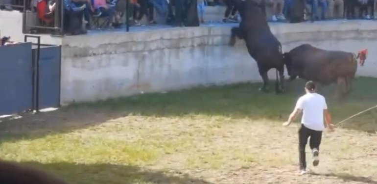 Boğa güreşinde korku dolu anlar