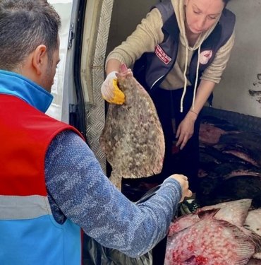 Kaçak yolla avlanan 340 kalkan balığı ele geçirildi