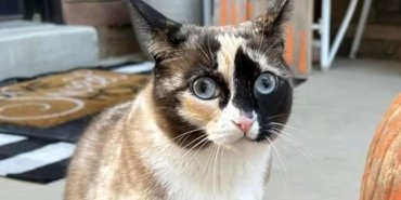 Kargo kutusuna gizlice girdi, Yüzlerce kilometre uçan kedi!