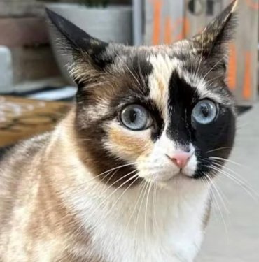 Kargo kutusuna gizlice girdi, Yüzlerce kilometre uçan kedi!
