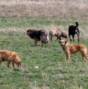 Köpek saldırısına uğrayan yaşlı kadın hayatını kaybetti