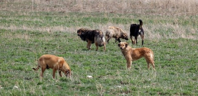 Köpek saldırısına uğrayan yaşlı kadın hayatını kaybetti