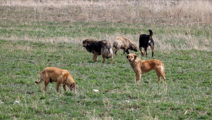 Köpek saldırısına uğrayan yaşlı kadın hayatını kaybetti