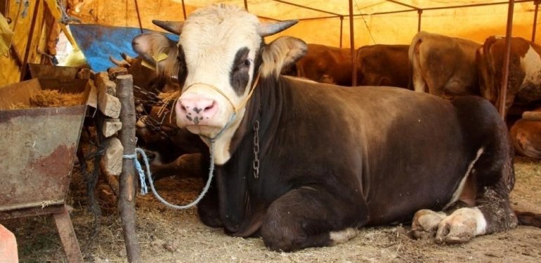 Sivas’ta kurbanlık fiyatları belirlendi