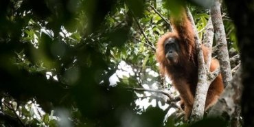 Bilim insanları ilk defa gözlemledi: Orangutan yarasını iyileştirmek için bitki kullandı