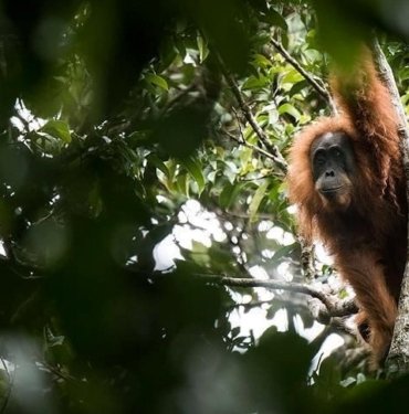 Bilim insanları ilk defa gözlemledi: Orangutan yarasını iyileştirmek için bitki kullandı