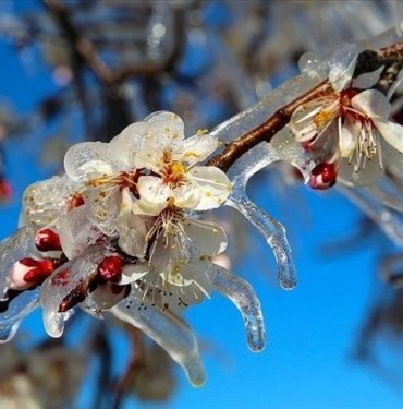 Meteoroloji’den zirai don uyarısı