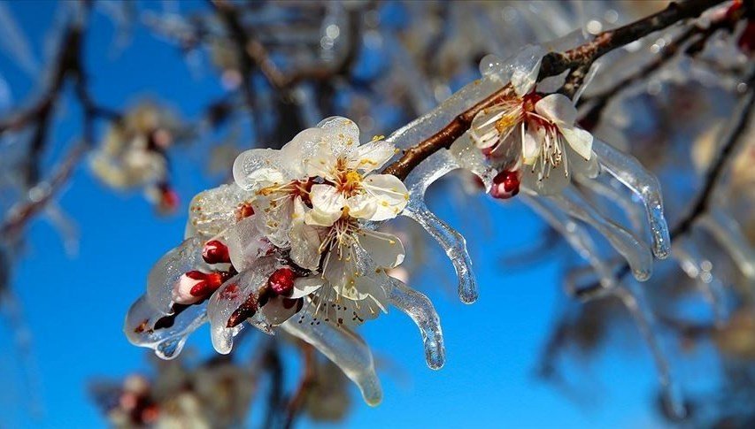 Meteoroloji’den zirai don uyarısı