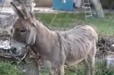 Yolda yürüyen kadını eşek ısırdı