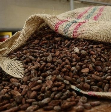 Kakao fiyatlarında sert düşüş