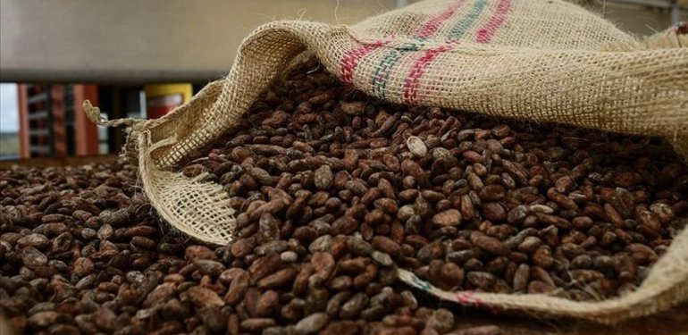 Kakao fiyatlarında sert düşüş