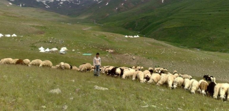 Yetiştiricilerden çoban isyanı: 100 bin lira maaşla çalıştıracak eleman bulamıyorlar