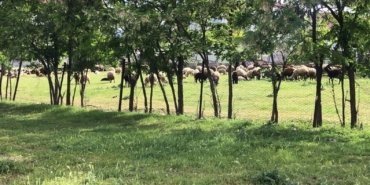 Sürü otlatma kavgasında kan aktı