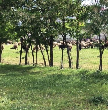 Sürü otlatma kavgasında kan aktı