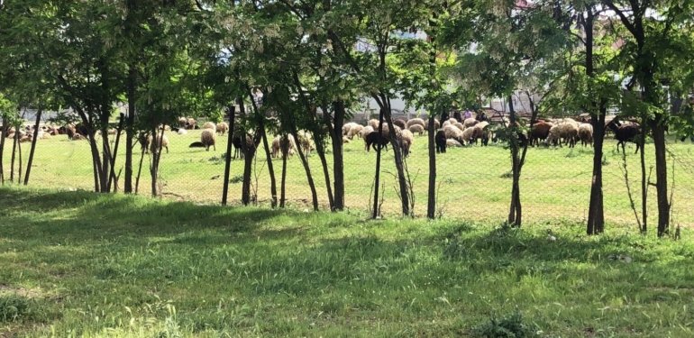 Sürü otlatma kavgasında kan aktı