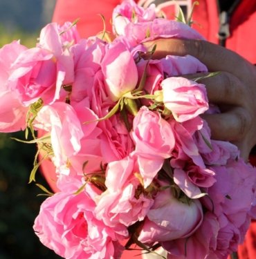 Isparta’da sezon başladı: Güller bir ay erken açtı