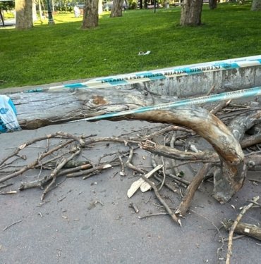 Gezi Parkı’nda başına ağaç dalı düşen kadın hastanelik oldu