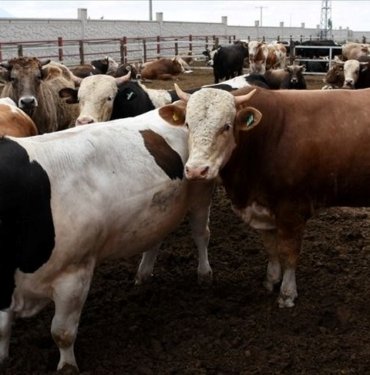 İl il kurbanlık fiyatları 2024: Kurbanlık fiyatları ne kadar? Küçükbaş-büyükbaş canlı kilo fiyatları ne kadar oldu? (Dana, koyun, keçi hisse fiyatı listesi)