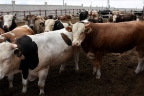 Kurbanlık satışları başladı | Kurbanlık fiyatları ne kadar?
