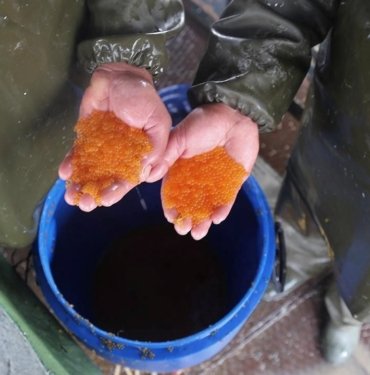 Ülkeye kaçak yollarla havyar sokan sanığa hapis istemi
