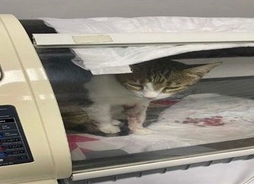 “Şirine”yi 4’üncü kattan attığı iddia edilen sanık hakim karşısında: 3 yıla kadar hapsi isteniyor
