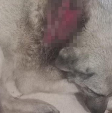 Köpeğe kaynar su döktüler