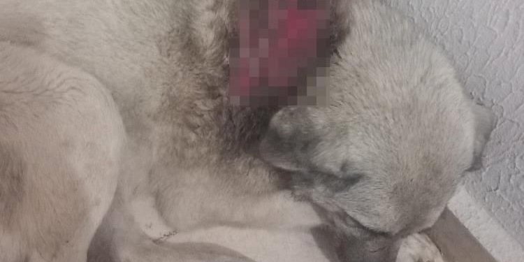 Köpeğe kaynar su döktüler