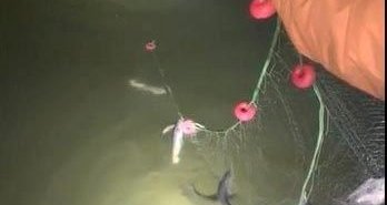 Yasağa rağmen metrelerce ağ ve 300 kilo inci kefali geçirildi
