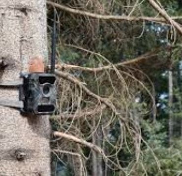 Fotokapan nedir, ne için kullanılır? Fotokapan kullanım alanları