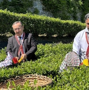 ÇAYKUR, 2024 yılı kampanyasının ilk haftasında 14 bin ton yaş çay aldı