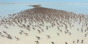 Tuz Gölü flamingo cenneti oldu: 12 binden fazla yavru yumurtadan çıktı