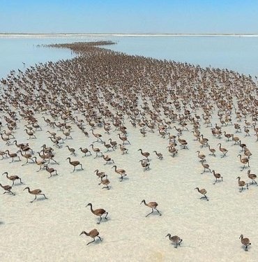 Tuz Gölü flamingo cenneti oldu: 12 binden fazla yavru yumurtadan çıktı