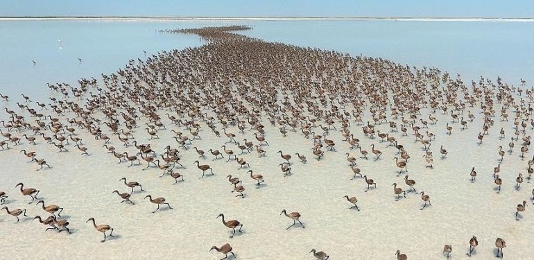 Tuz Gölü flamingo cenneti oldu: 12 binden fazla yavru yumurtadan çıktı