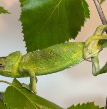 Antalya’da bindi, Erzurum’da indi: Bukalemunun maydanoz kasasında 1200 kilometrelik yolculuğu