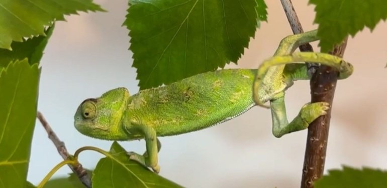 Antalya’da bindi, Erzurum’da indi: Bukalemunun maydanoz kasasında 1200 kilometrelik yolculuğu