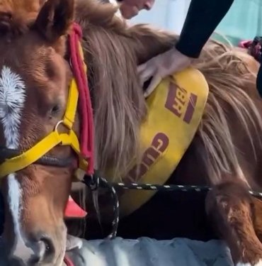 Brezilya’da sel felaketi: Milletvekili ve meclis üyesi, yüzlerce hayvanı selden kurtarıyor